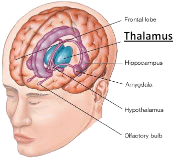 De ogen en thalamus