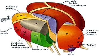 De ogen en thalamus