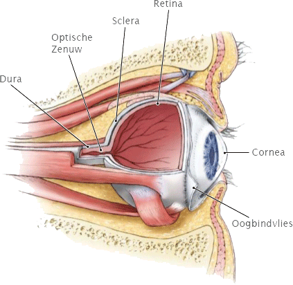 Verband Dura met Sclera