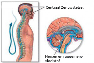 Het craniosacraal vocht