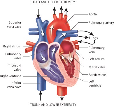 Craniosacraal en het hart