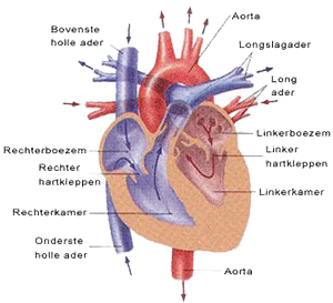 Craniosacraal en het hart