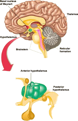 Hypothalamus