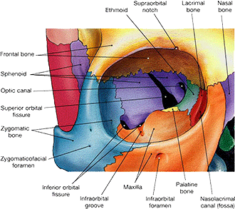 Sphenoid achterkant oogkas