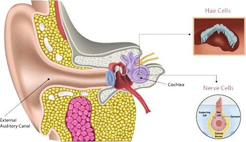 De zogenaamde haartjes in je oor