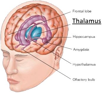 De ogen en thalamus