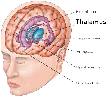 Thalamus