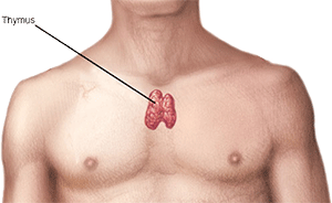 Locatie van de Thymus