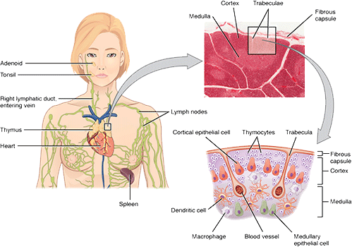 Details van de Thymus