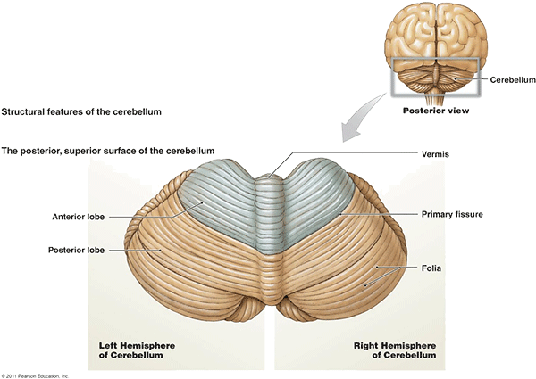 Locatie van de vermis en het cerebellum