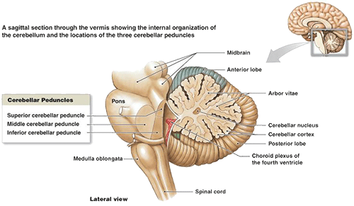 Locatie van de vermis en het cerebellum