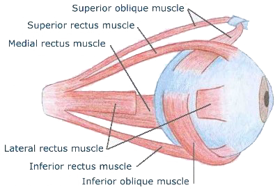 Visuele hulp om een lui oog voor te stellen