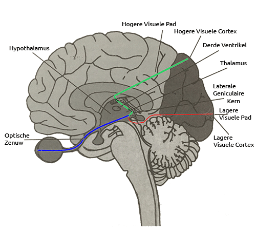 Het hogere en lagere Visuele Pad