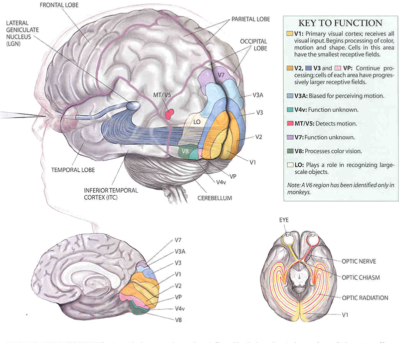 De Visuele Cortex