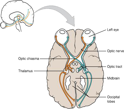 Het Visuele Pad en de Thalamus