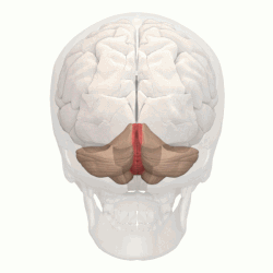Locatie van de vermis en het cerebellum