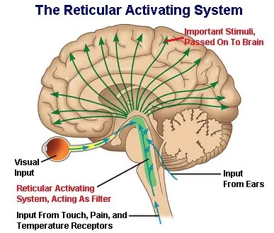 RAS - Reticulair Activating System