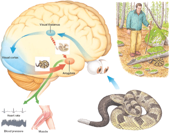 amygdala angstreactie