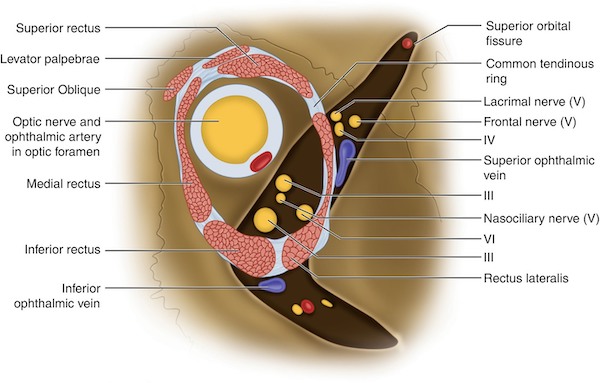 De Annulus van Zinn