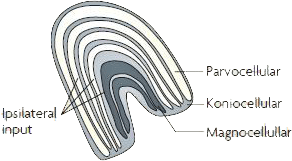 De Corpus Geniculatum Laterale lagen