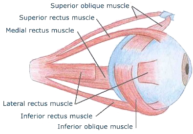 Externe oogspieren zijwaarts