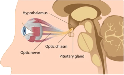 Hypofyse