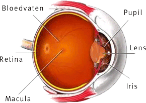 Macula