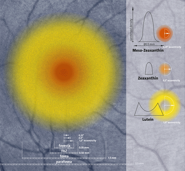 Macula voeding