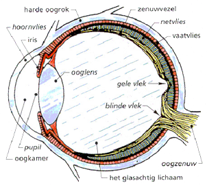 Anatomie van het oog