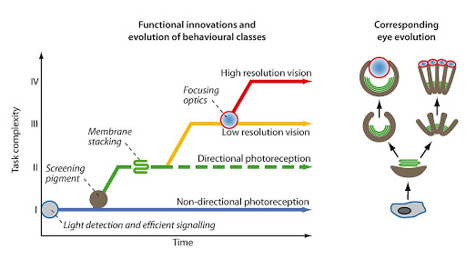 Evolutie van het oog