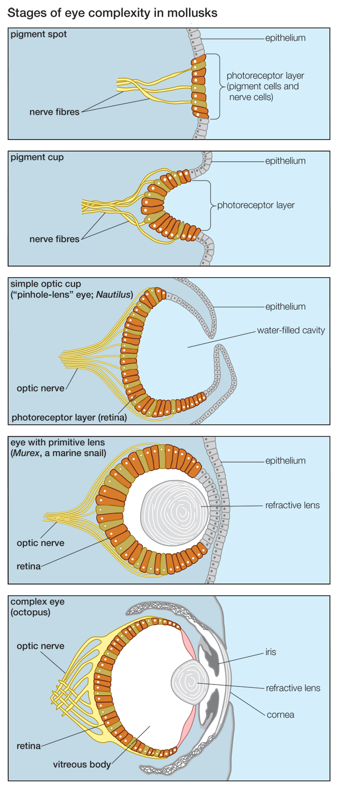 Evolutie van het oog deel 2