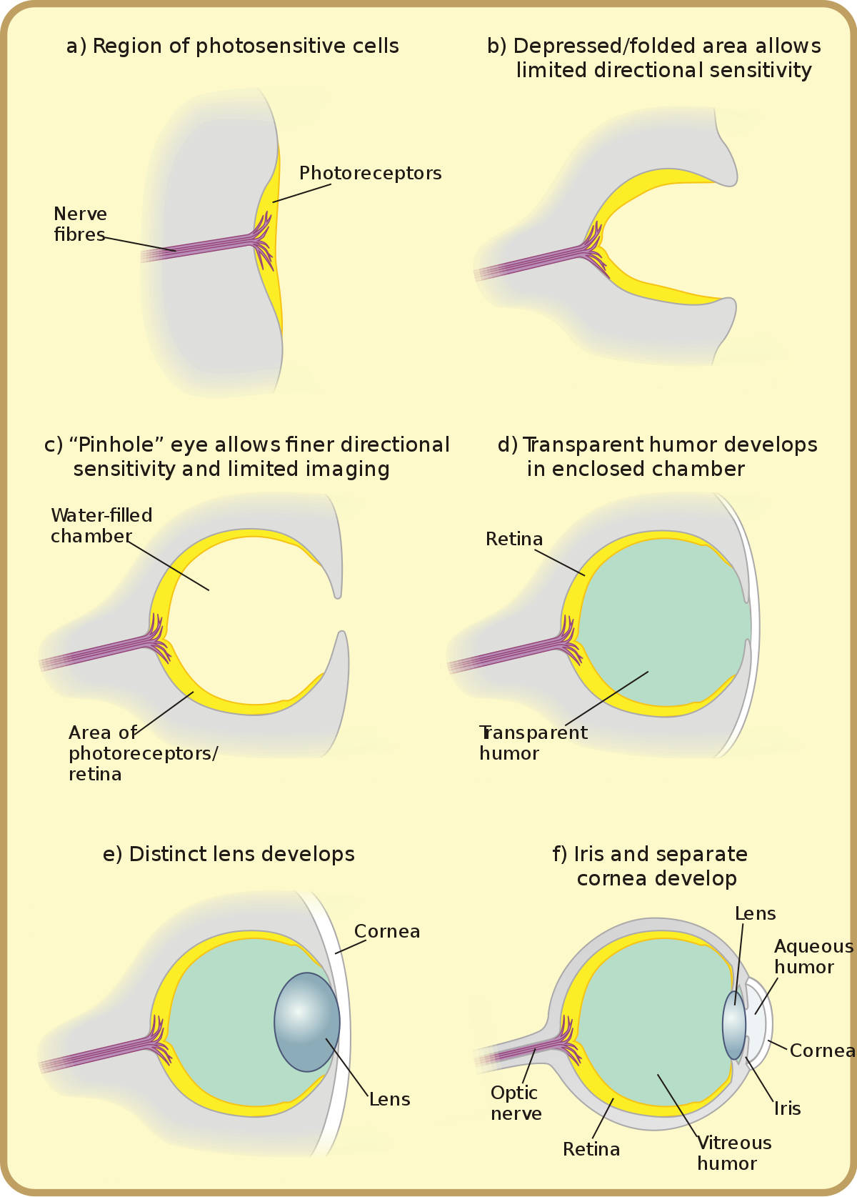 Evolutie van het oog deel 3