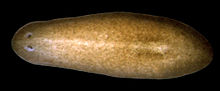 Planarian oogjes