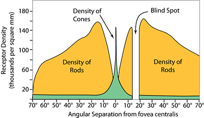 Verdeling van de staafjes en kegeltjes in de retina