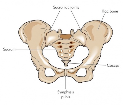 Sacrum