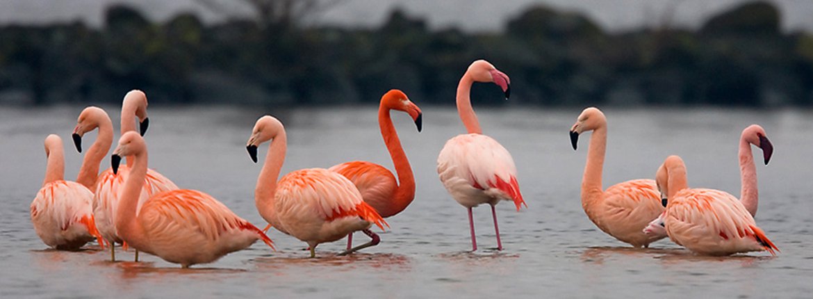 Flamingo Astaxanthine