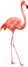 Astaxantine en Flamingo's